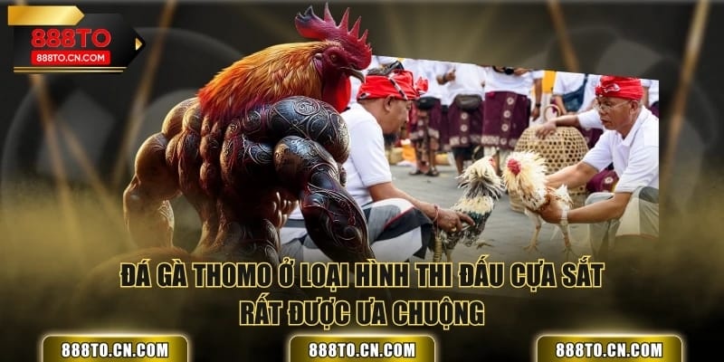 Đá gà Thomo ở loại hình thi đấu cựa sắt rất được ưa chuộng