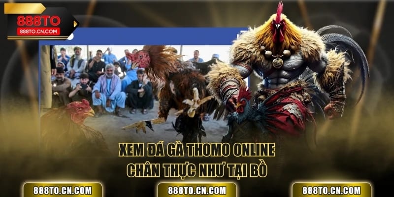 Xem đá gà Thomo online chân thực như tại bồ